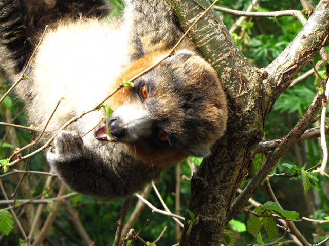 Bristol Zoo 1.05.2010