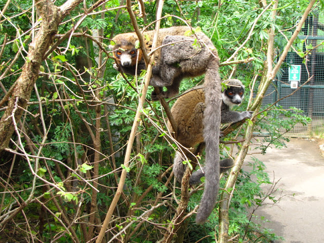 Bristol Zoo 1.05.2010
