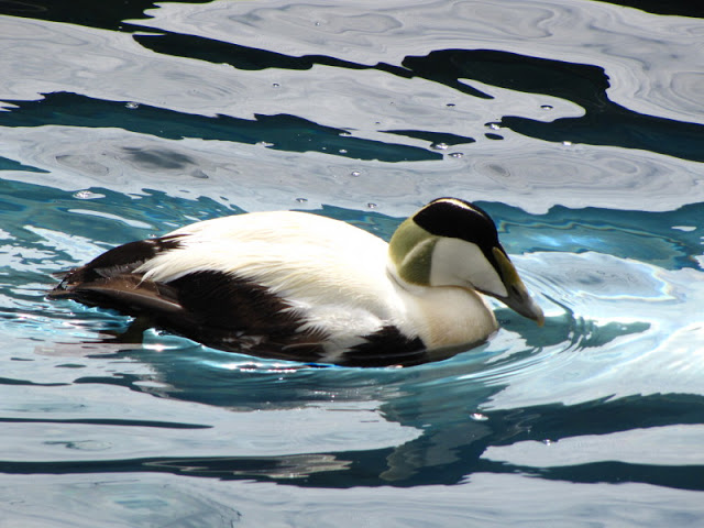 Bristol Zoo 1.05.2010