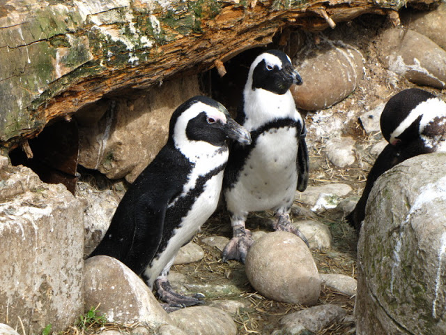 Bristol Zoo 1.05.2010