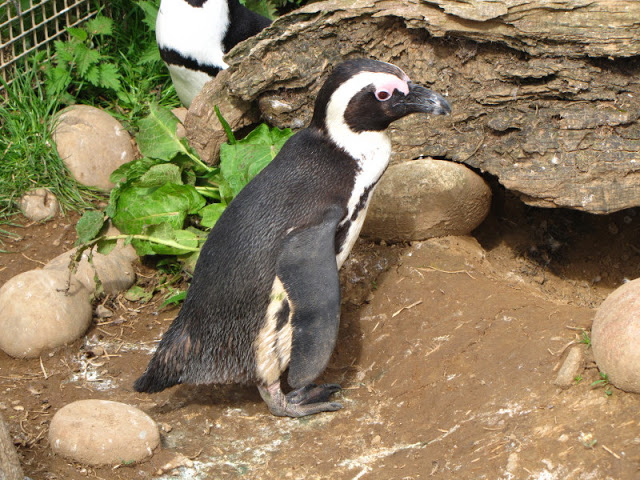 Bristol Zoo 1.05.2010