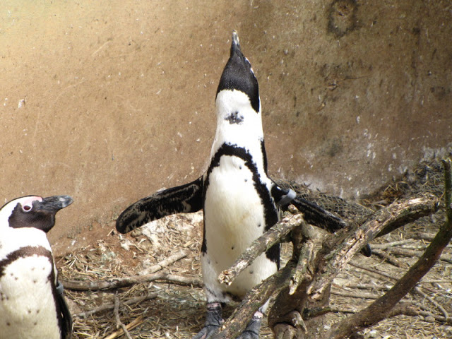 Bristol Zoo 1.05.2010