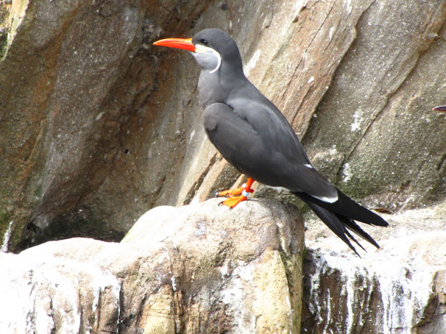 Bristol Zoo 1.05.2010