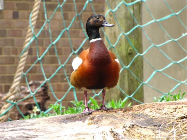 Bristol Zoo 1.05.2010