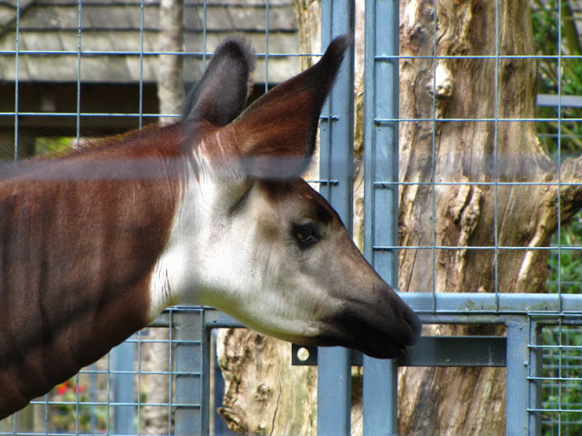 Bristol Zoo 1.05.2010