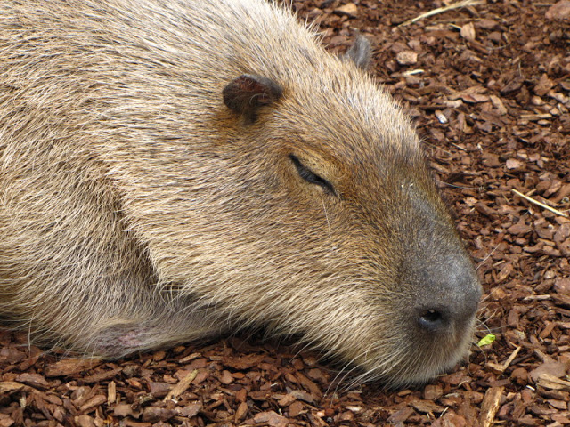 Bristol Zoo 1.05.2010