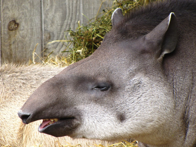 Bristol Zoo 1.05.2010