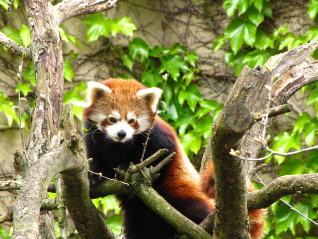 Bristol Zoo 1.05.2010