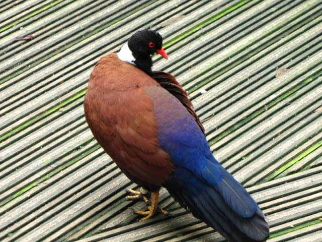 Bristol Zoo 1.05.2010