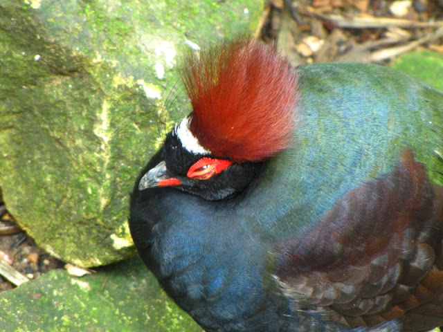 Bristol Zoo 1.05.2010