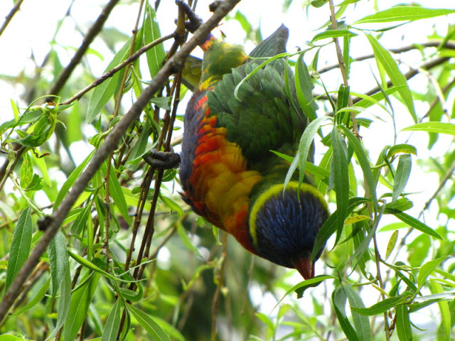 Bristol Zoo 1.05.2010
