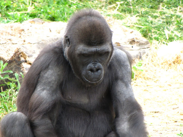 Bristol Zoo 1.05.2010