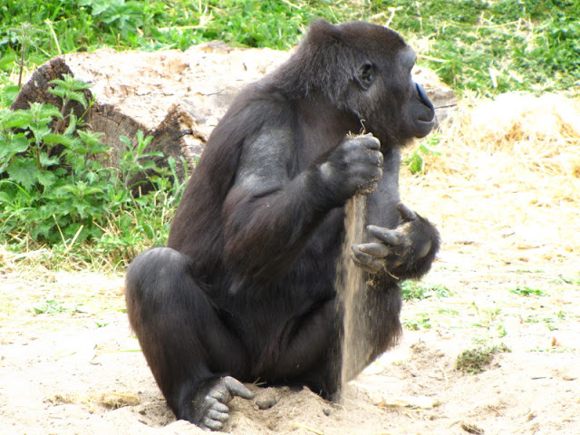 Bristol Zoo 1.05.2010