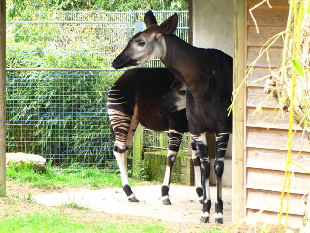 Bristol Zoo 1.05.2010