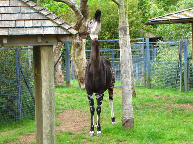 Bristol Zoo 1.05.2010