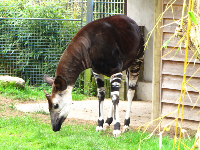 Bristol Zoo 1.05.2010