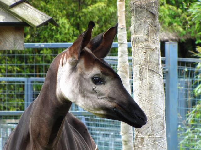 Bristol Zoo 1.05.2010