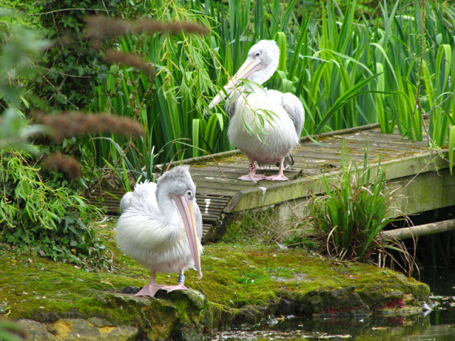 Bristol Zoo 1.05.2010