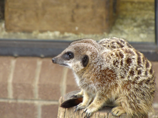 Bristol Zoo 1.05.2010