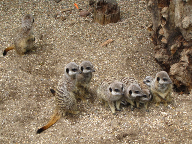Bristol Zoo 1.05.2010