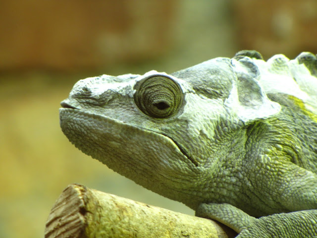 Bristol Zoo 1.05.2010