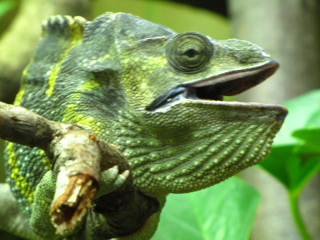 Bristol Zoo 1.05.2010