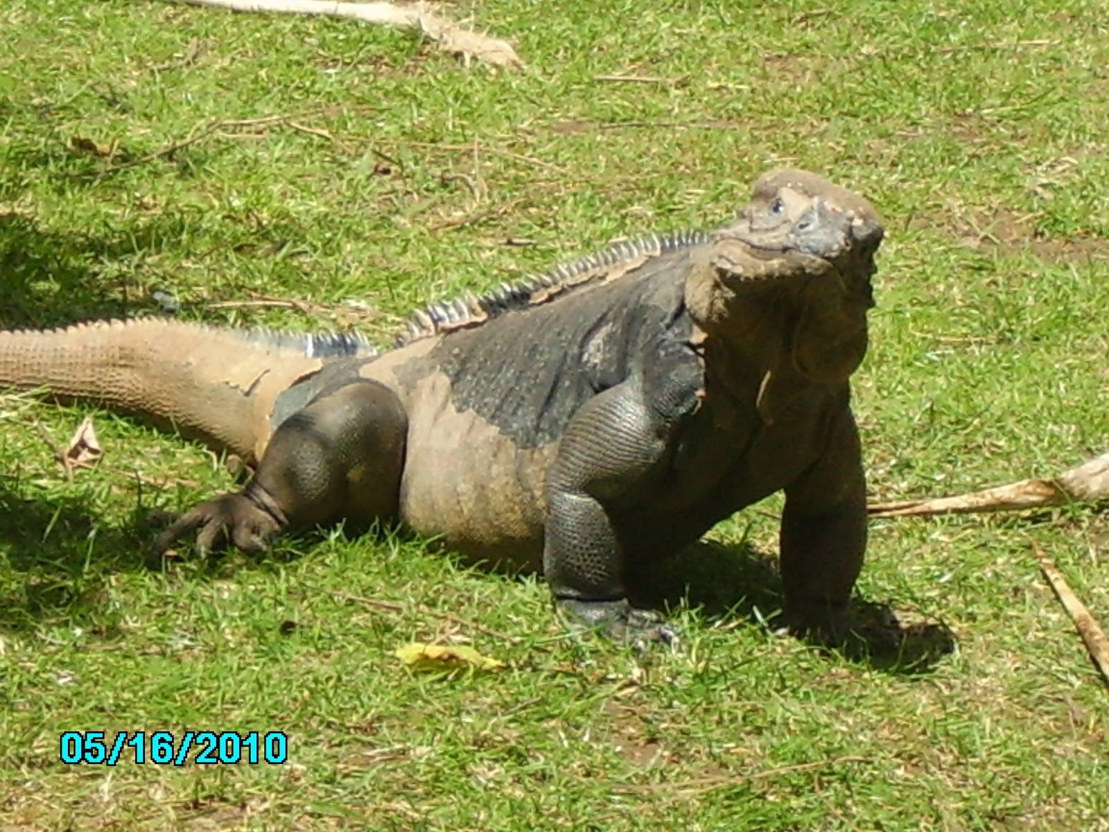 bristol zoo 27 may 2010 007