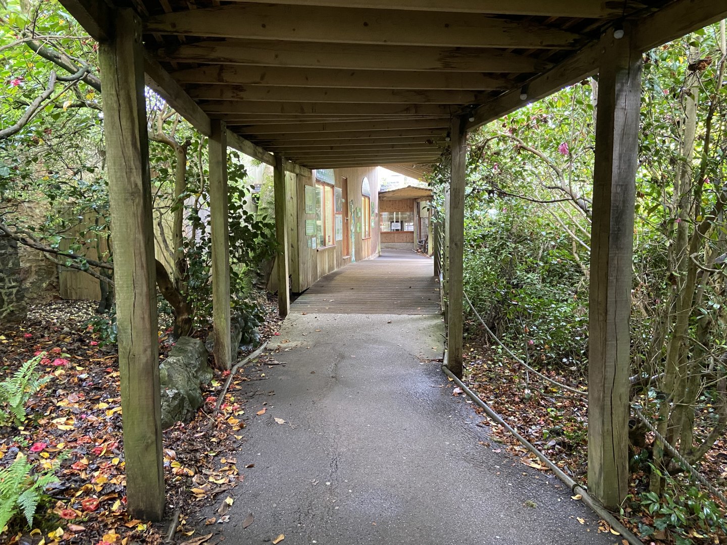 Bristol Zoo amphibians