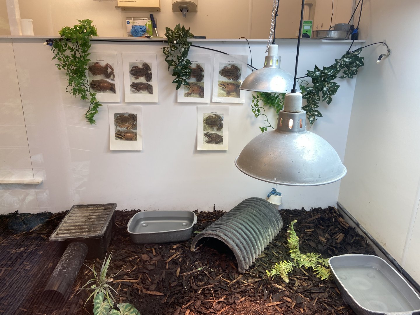 Bristol Zoo amphibians