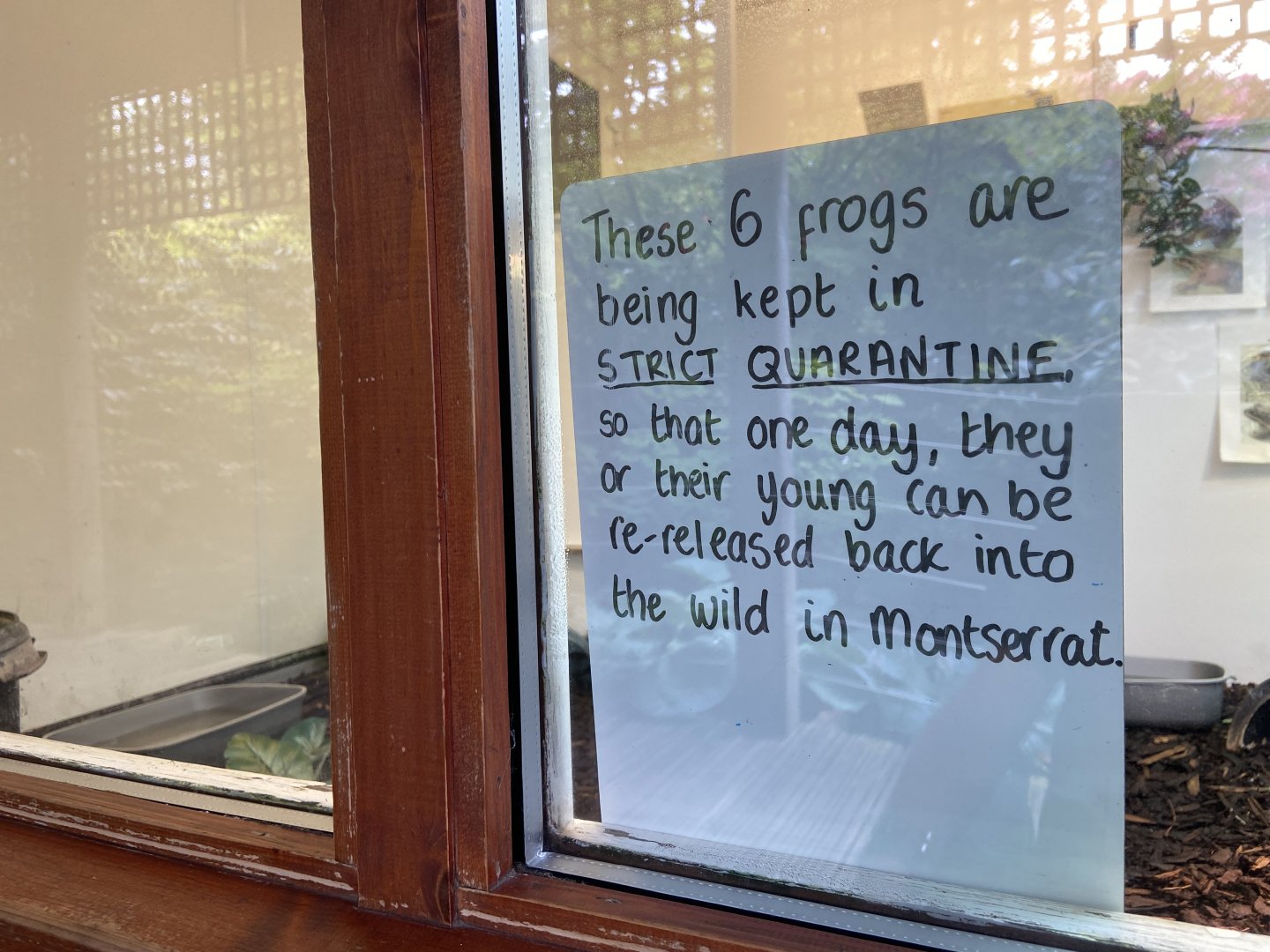 Bristol Zoo amphibians