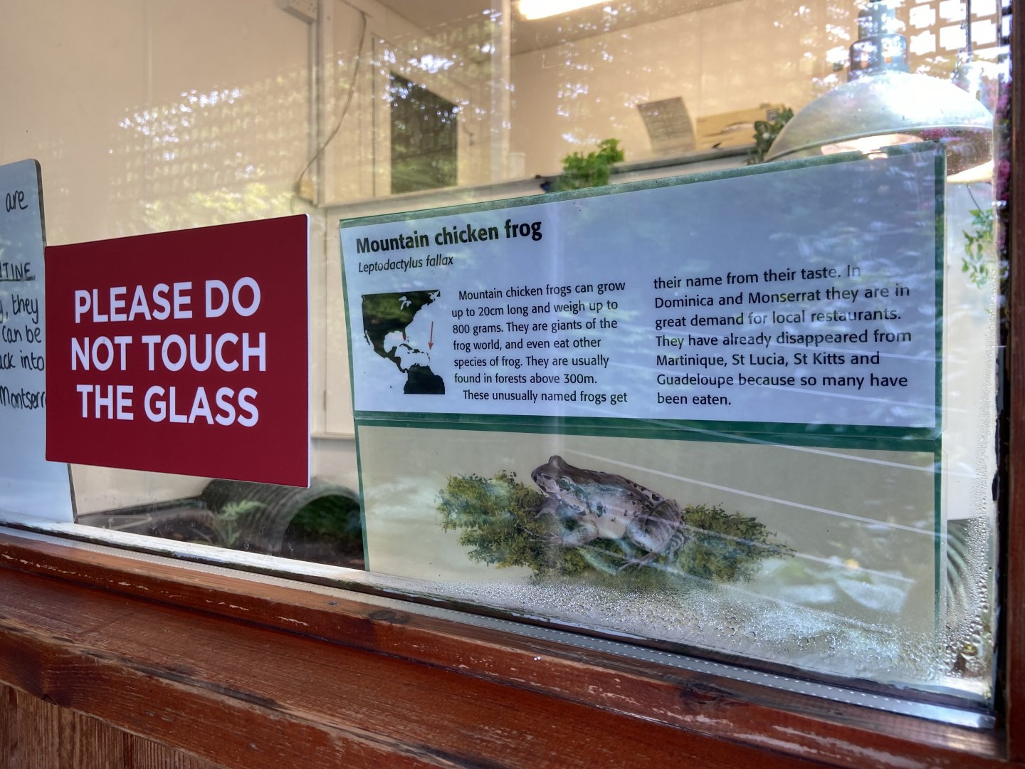 Bristol Zoo amphibians