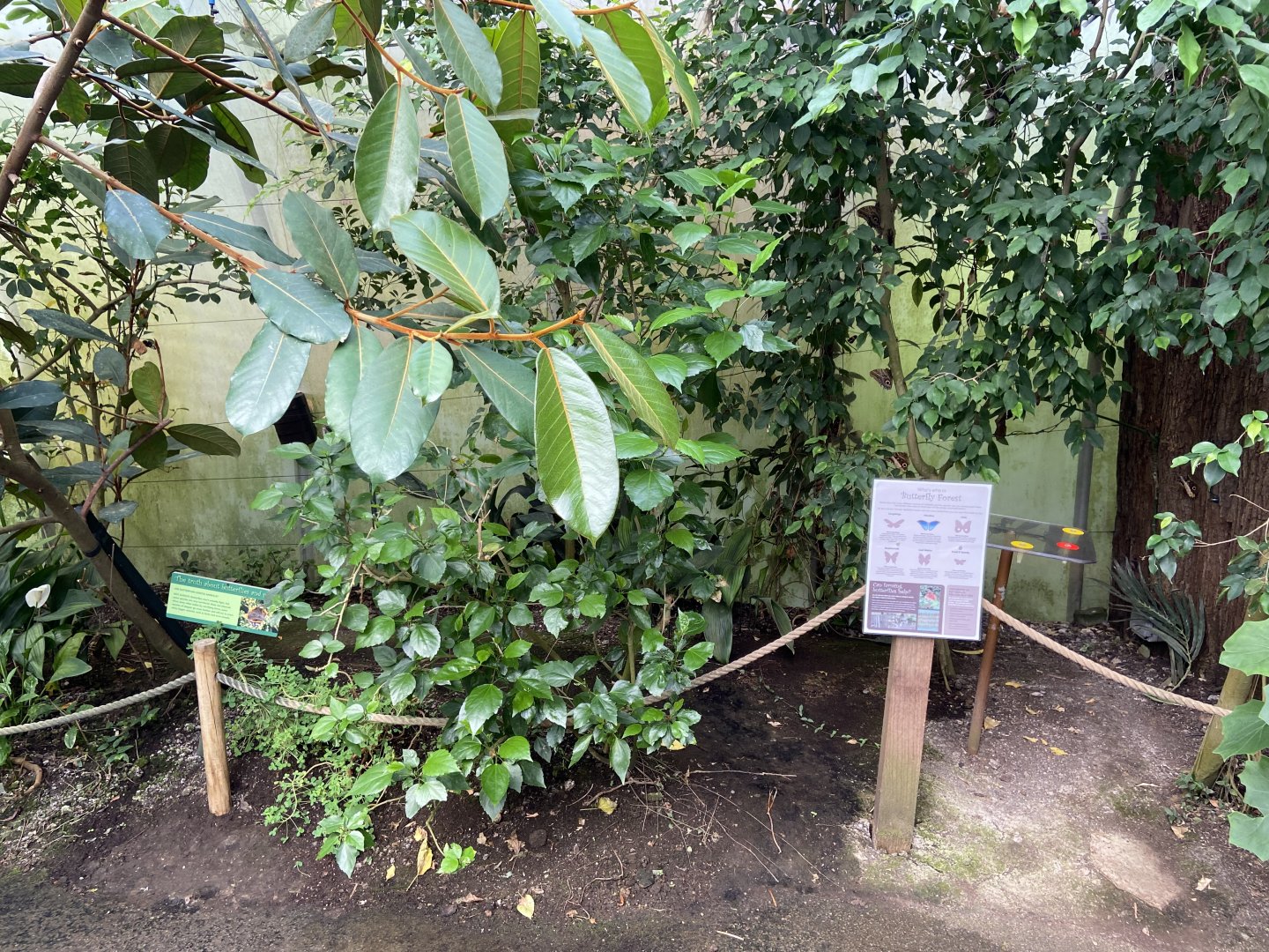 Bristol Zoo Butterfly Forest