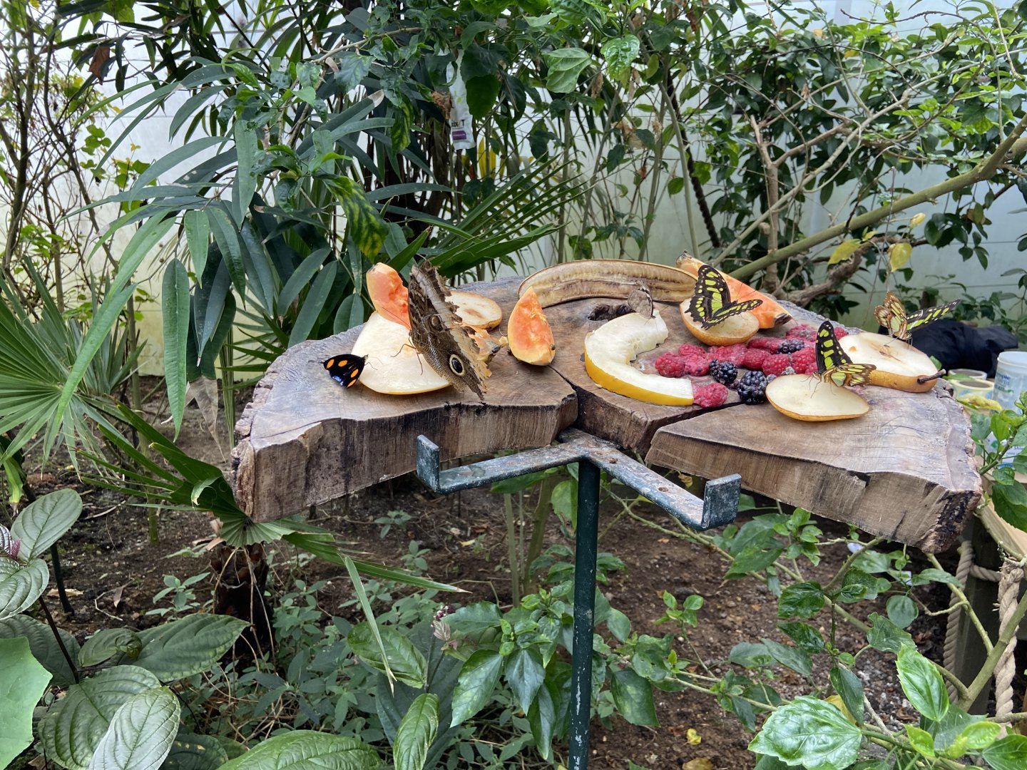 Bristol Zoo Butterfly Forest