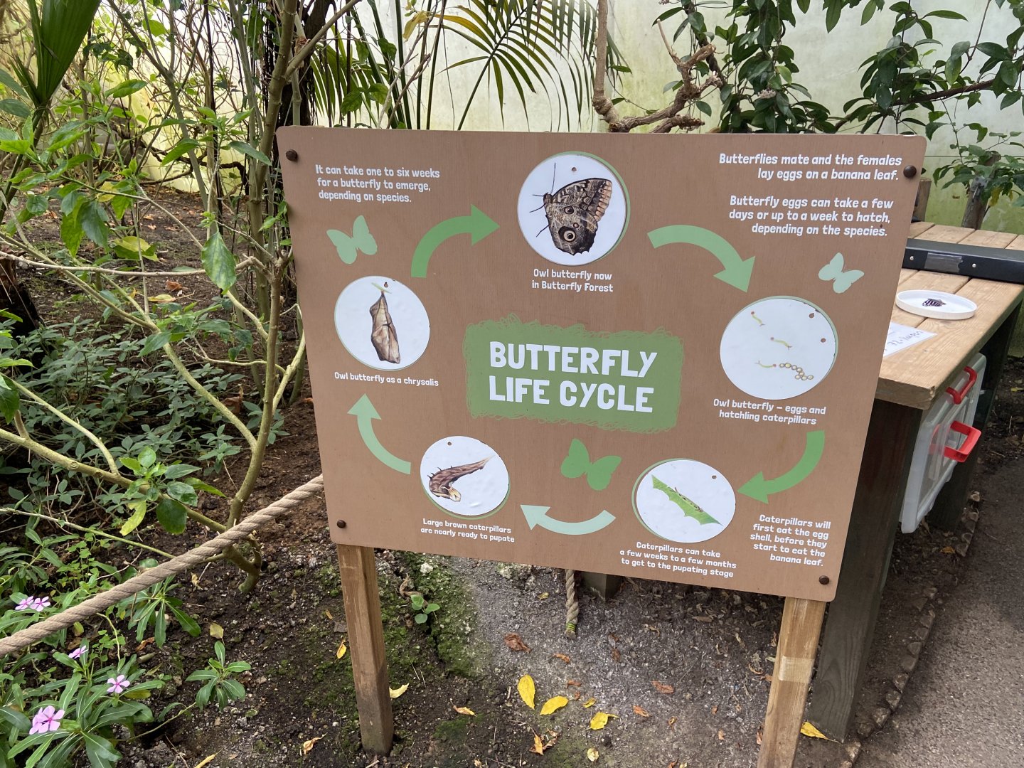 Bristol Zoo Butterfly Forest