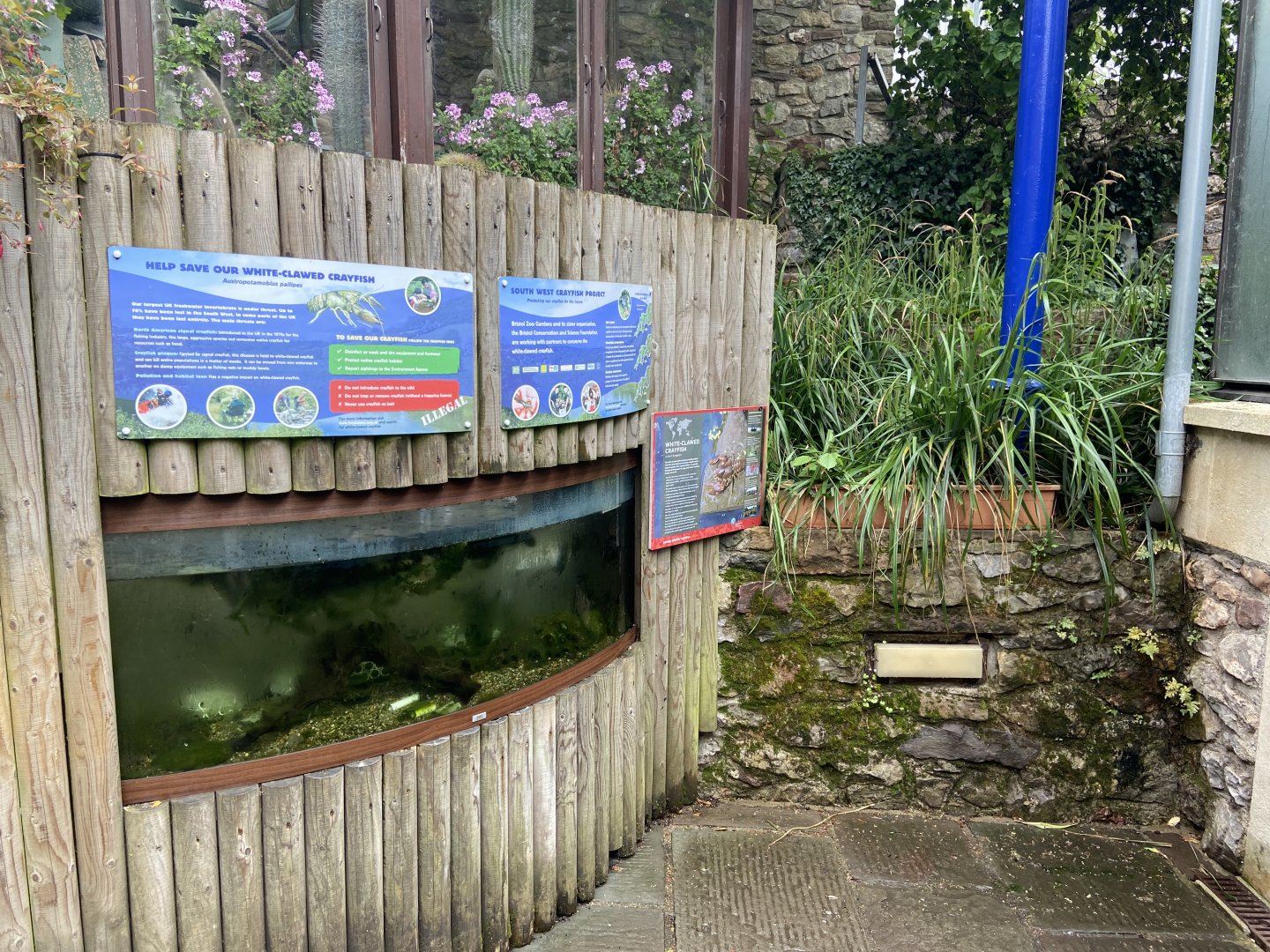 Bristol Zoo crayfish