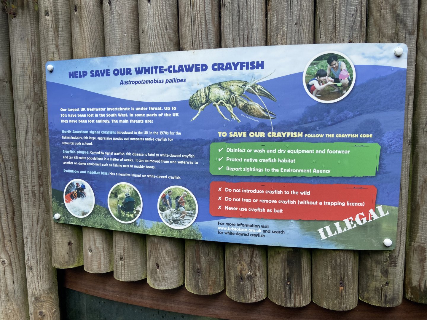 Bristol Zoo crayfish