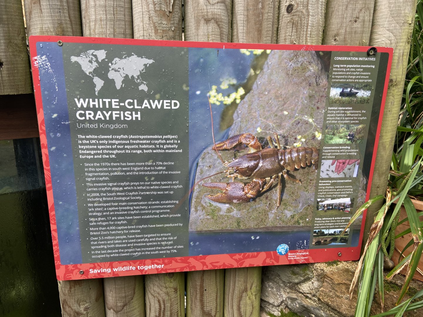 Bristol Zoo crayfish