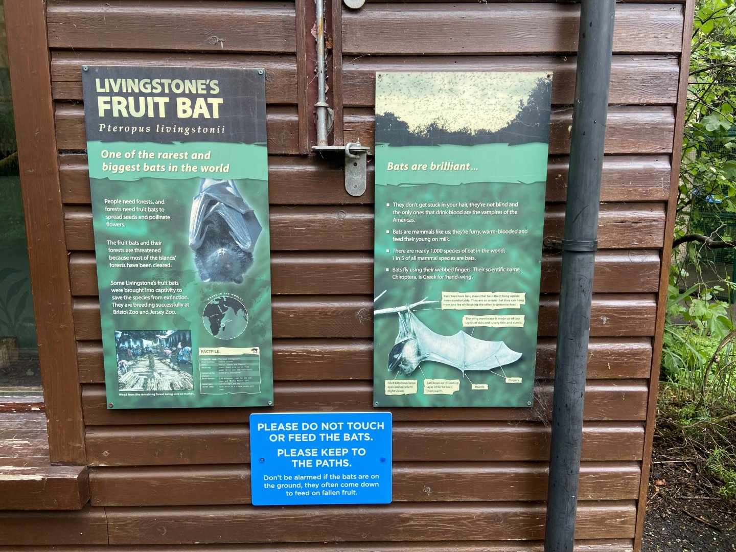Bristol Zoo fruit bats