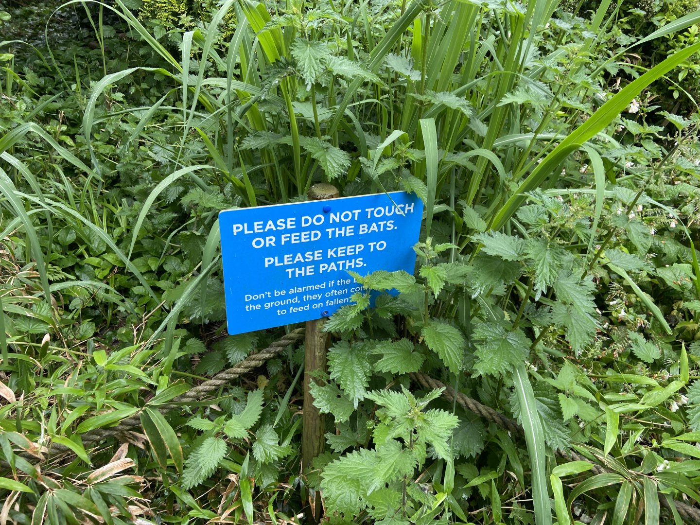 Bristol Zoo fruit bats