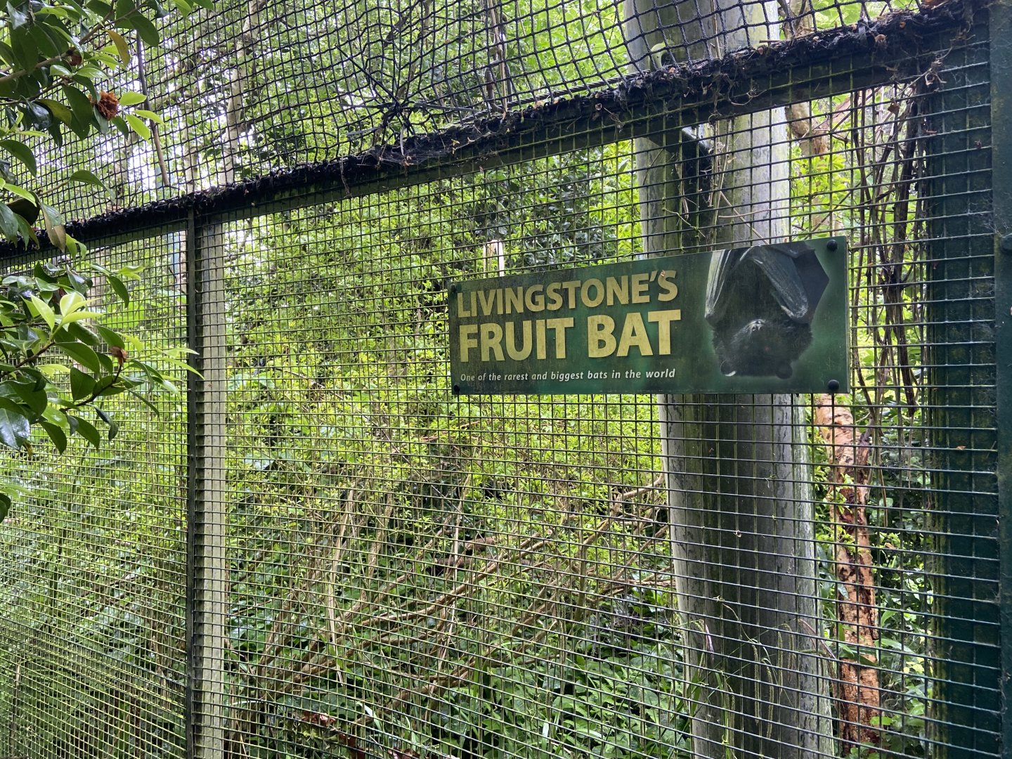 Bristol Zoo fruit bats