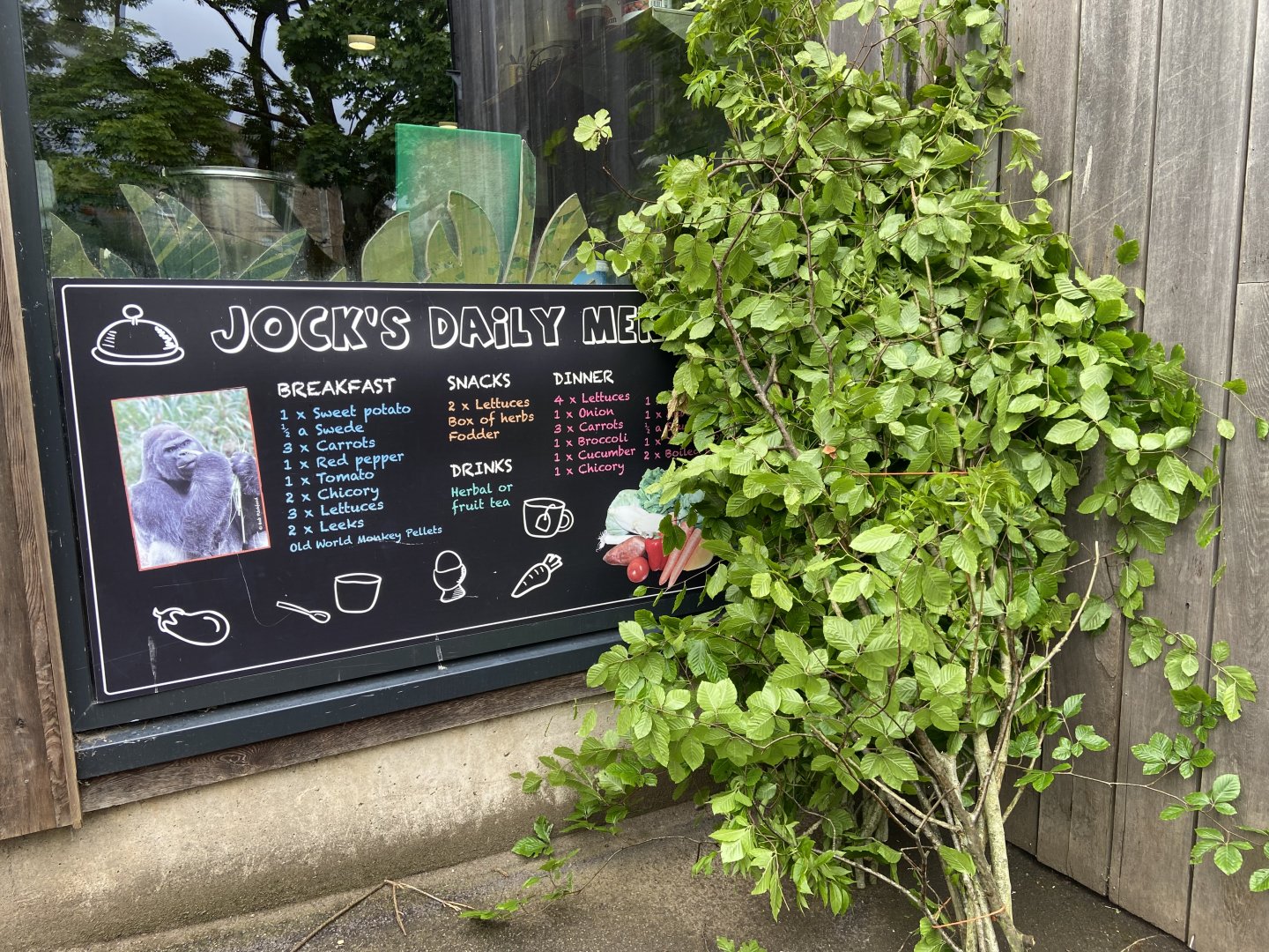 Bristol Zoo Gorilla Island