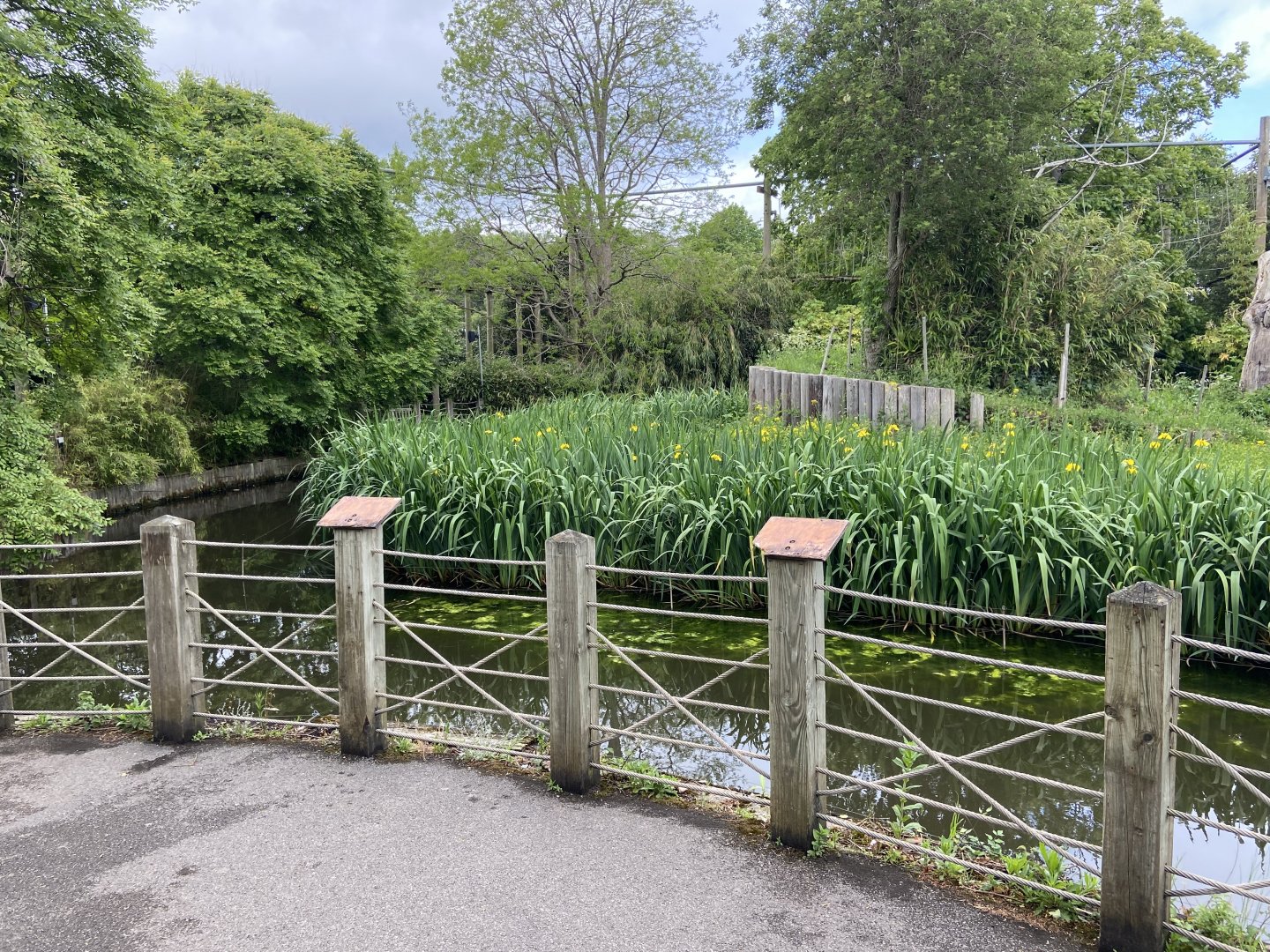 Bristol Zoo Gorilla Island