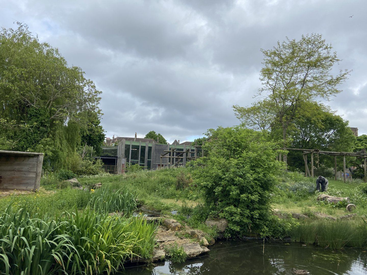 Bristol Zoo Gorilla Island