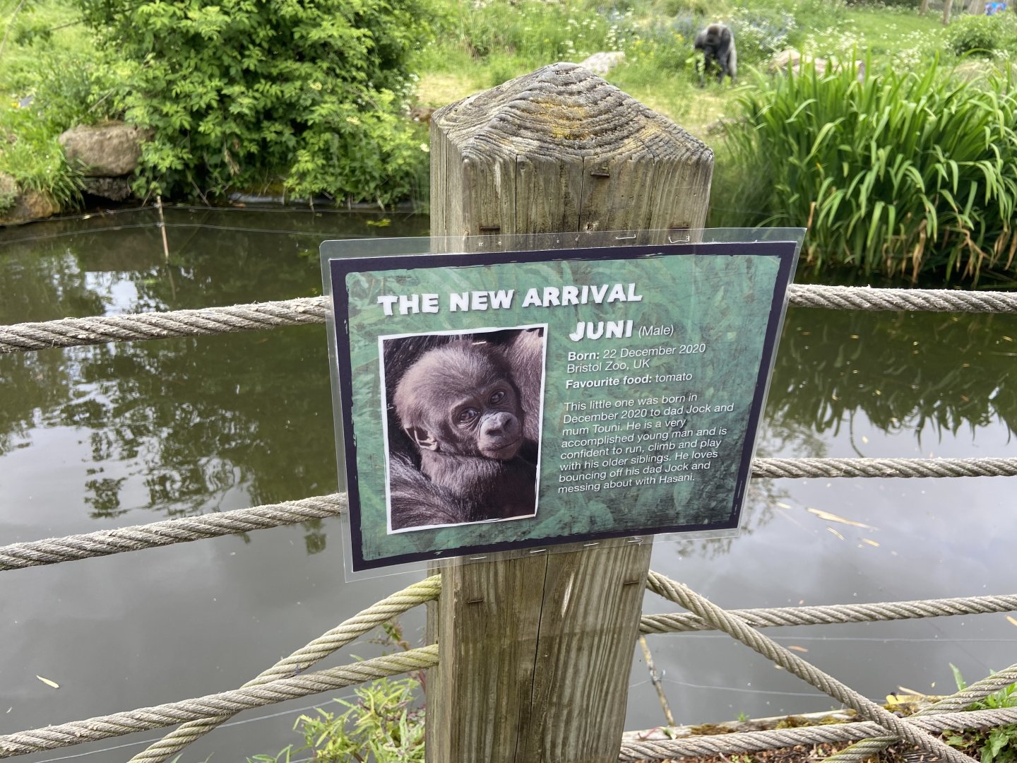 Bristol Zoo Gorilla Island