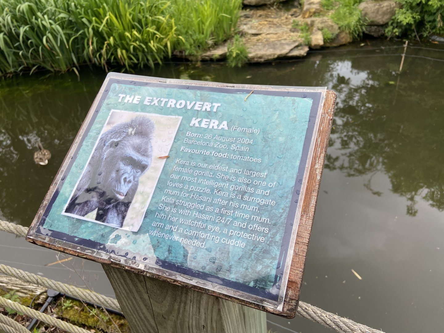 Bristol Zoo Gorilla Island