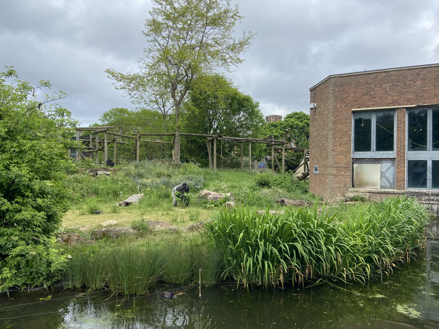 Bristol Zoo Gorilla Island