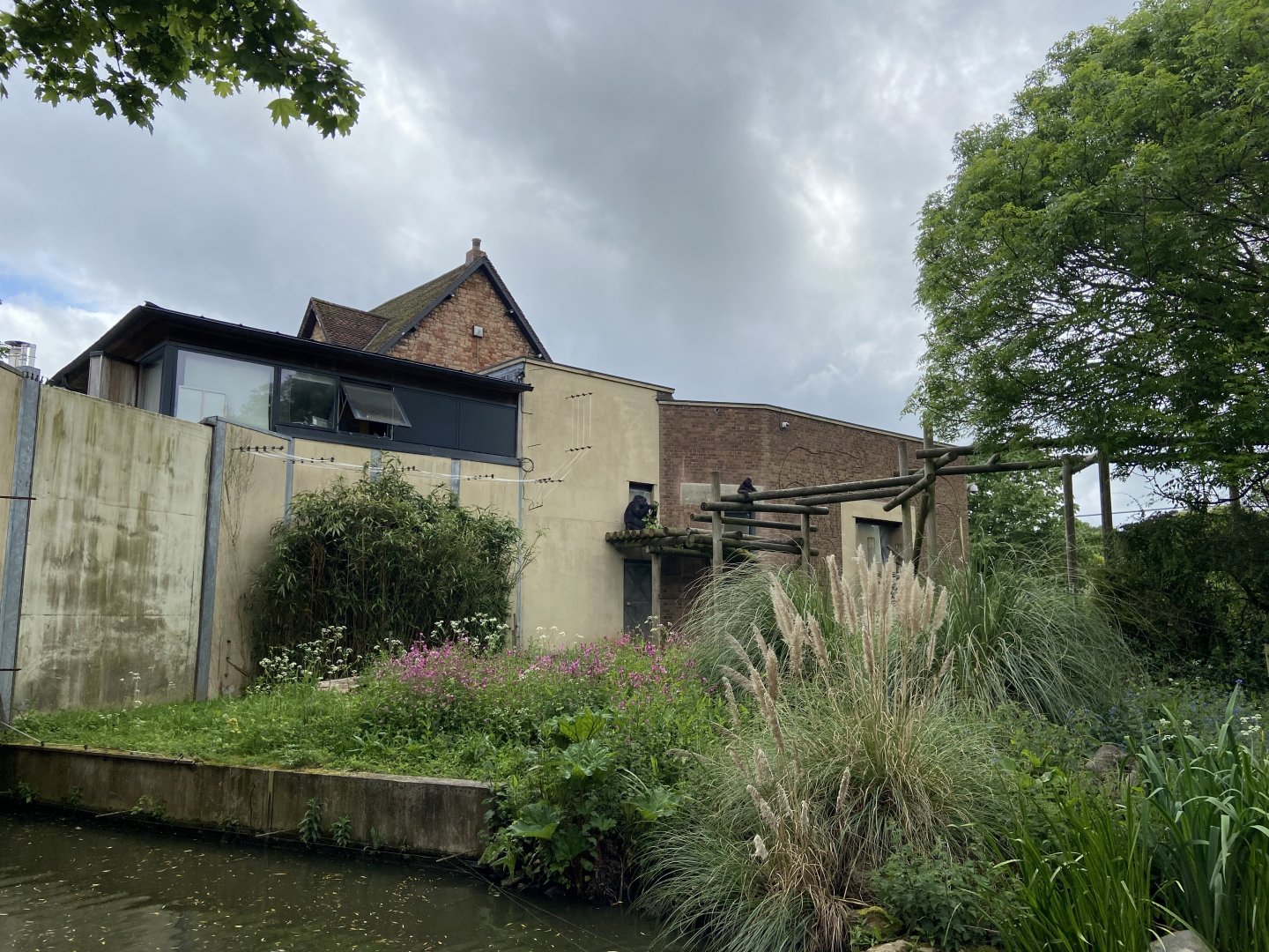 Bristol Zoo Gorilla Island