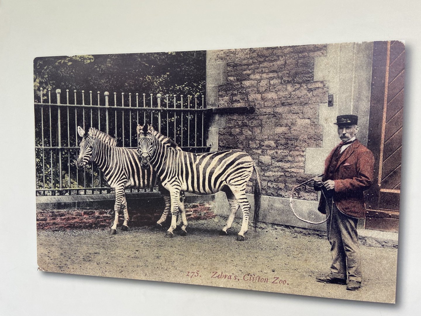 Bristol Zoo history display in Bug World