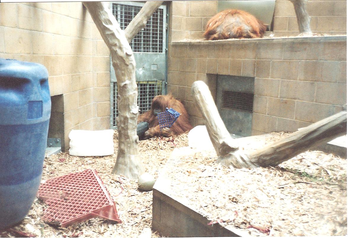 Bristol Zoo July 1989 - Inside Great Ape House