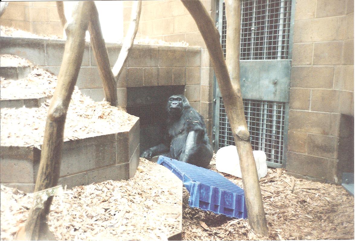 Bristol Zoo July 1989 - Inside Great Ape House